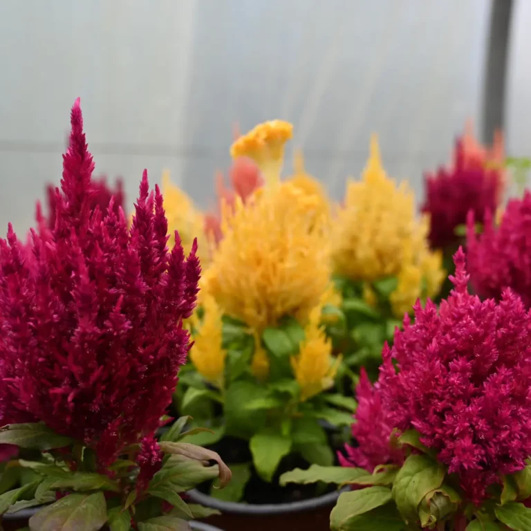 au rythme des couscous fleurs 2 768x768