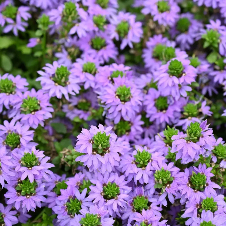 au rythme des couscous fleurs 3 768x768