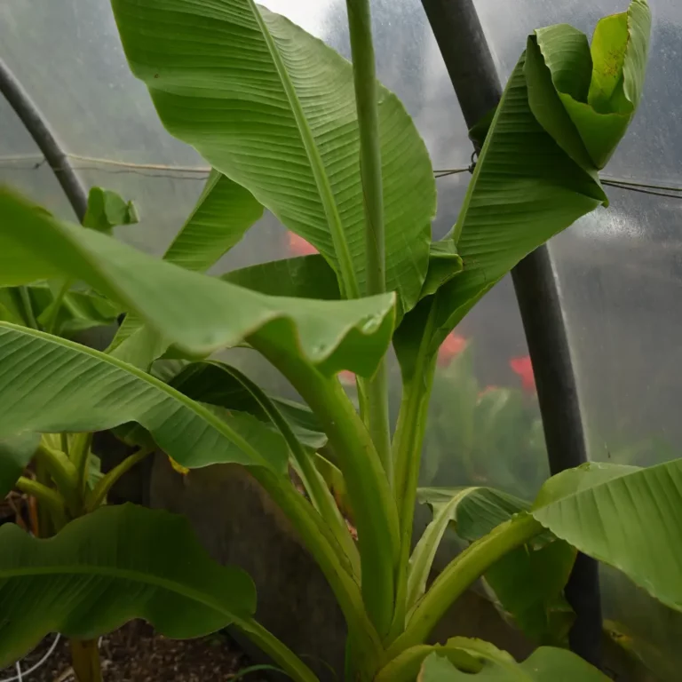 au rythme des couscous fleurs 4 768x768