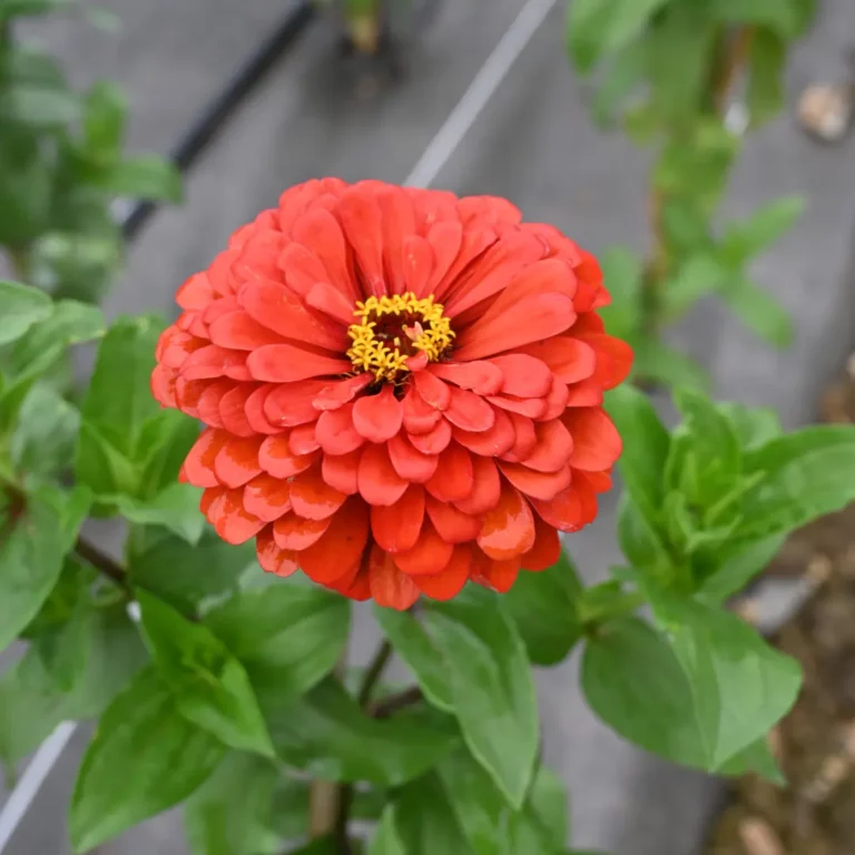 au rythme des couscous fleurs 5 768x768