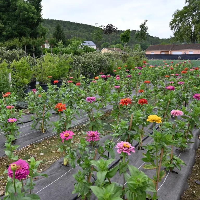au rythme des couscous fleurs 6 768x768