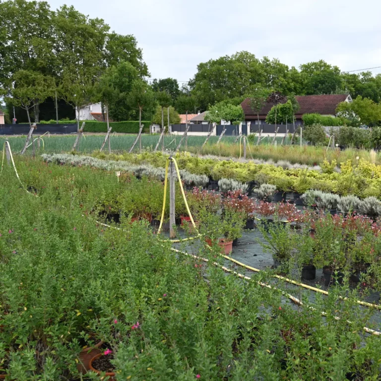 au rythme des couscous fleurs 7 768x768