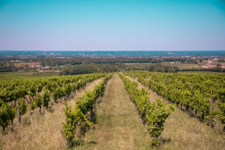 domaine haut montlong metifet vigne 1 768x512