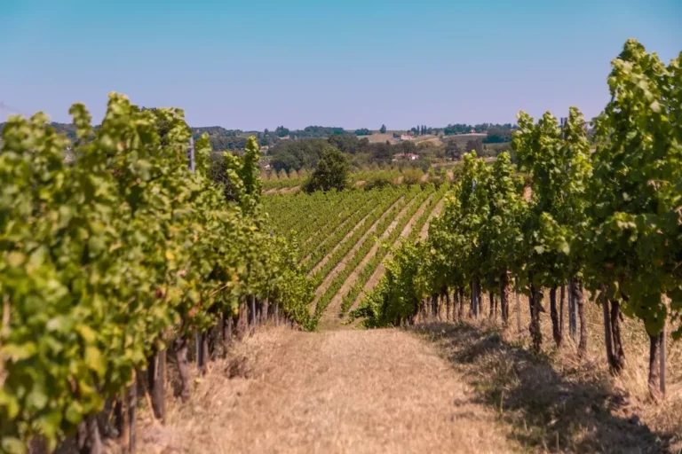 domaine haut montlong metifet vigne 2 768x512