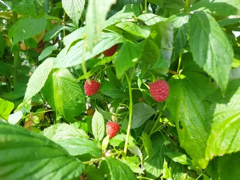 La ferme saint etienne firbeix Jus de fruits bio 2 768x576