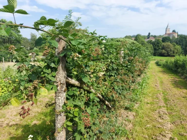 La ferme saint etienne firbeix Jus de fruits bio 7 768x576