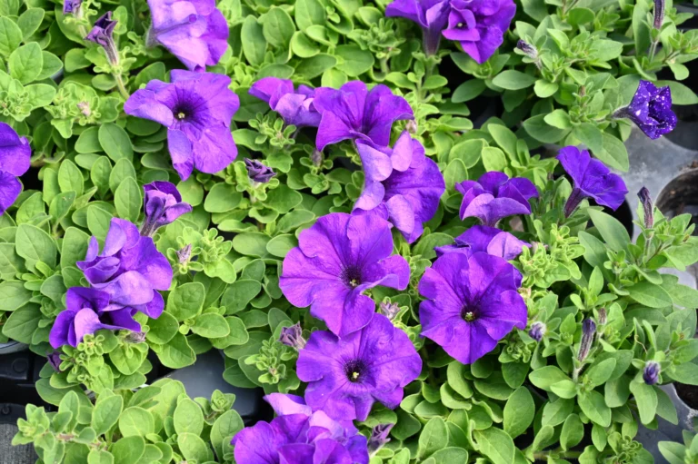 la grange fleurie la coquille horticulteur 19 768x511