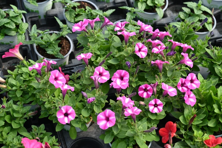 la grange fleurie la coquille horticulteur 20 768x511