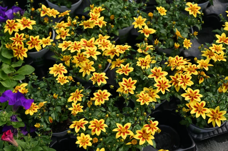 la grange fleurie la coquille horticulteur 21 768x511