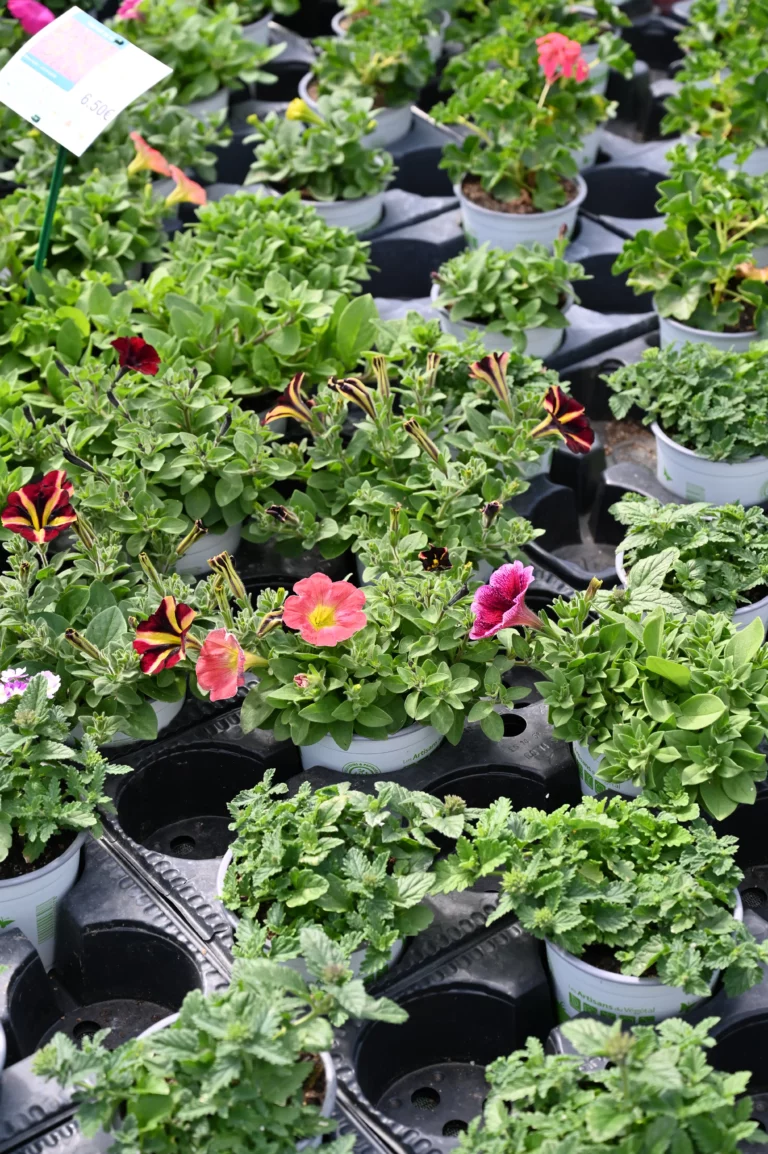 la grange fleurie la coquille horticulteur 22 768x1154