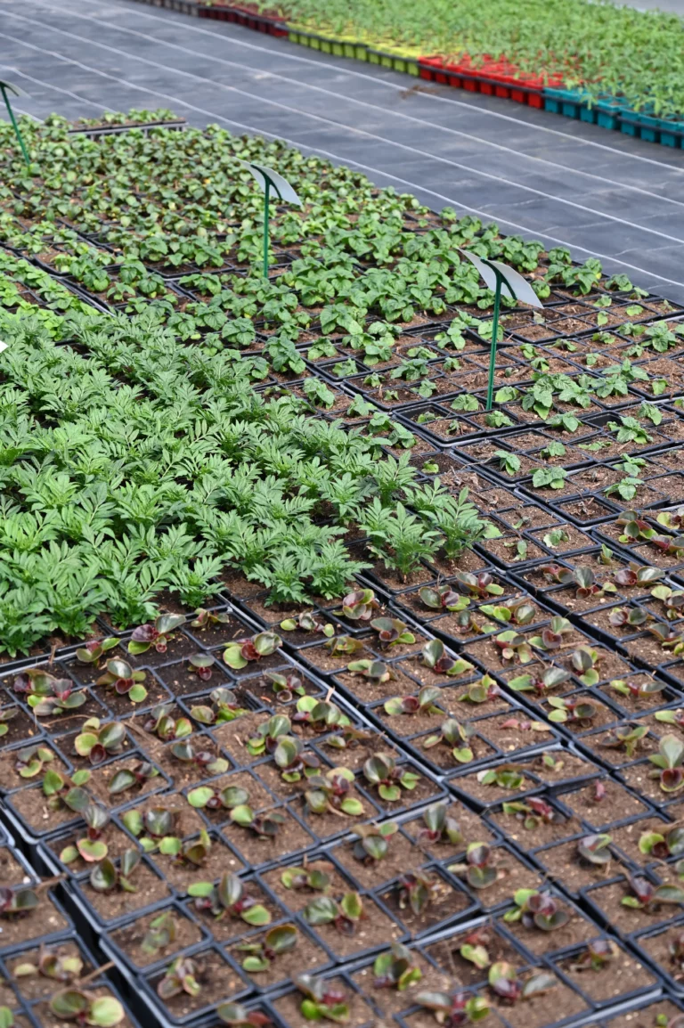 la grange fleurie la coquille horticulteur 23 768x1154