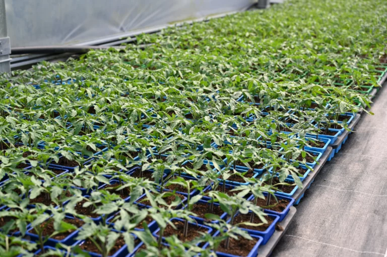 la grange fleurie la coquille horticulteur 25 768x511