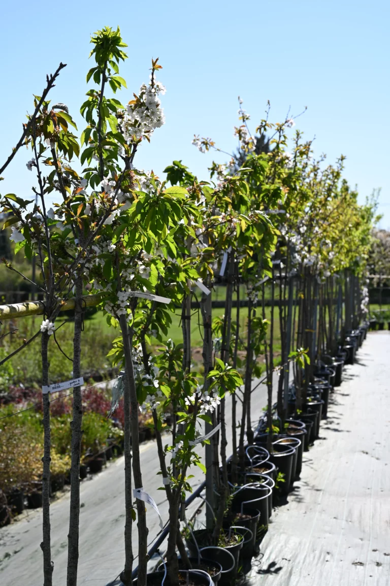 la grange fleurie la coquille horticulteur 26 768x1154