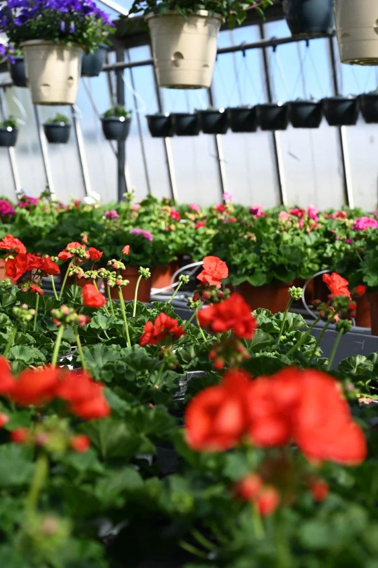 la grange fleurie la coquille horticulteur 29 768x1154