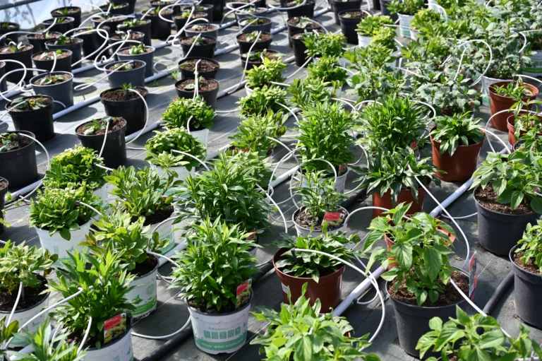 la grange fleurie la coquille horticulteur 34 768x511