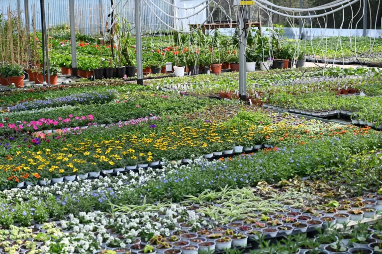 la grange fleurie la coquille horticulteur 37 768x511