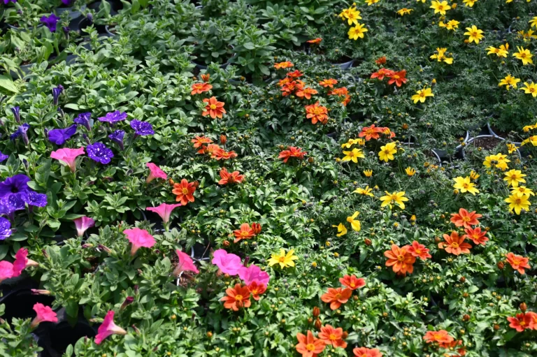 la grange fleurie la coquille horticulteur 38 768x511