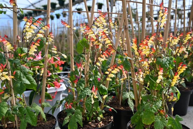 la grange fleurie la coquille horticulteur 39 768x511