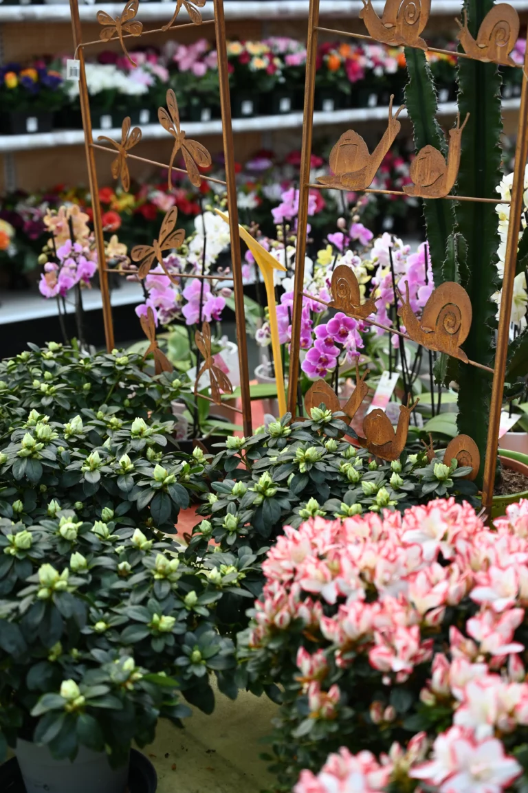 la grange fleurie la coquille horticulteur 7 768x1154