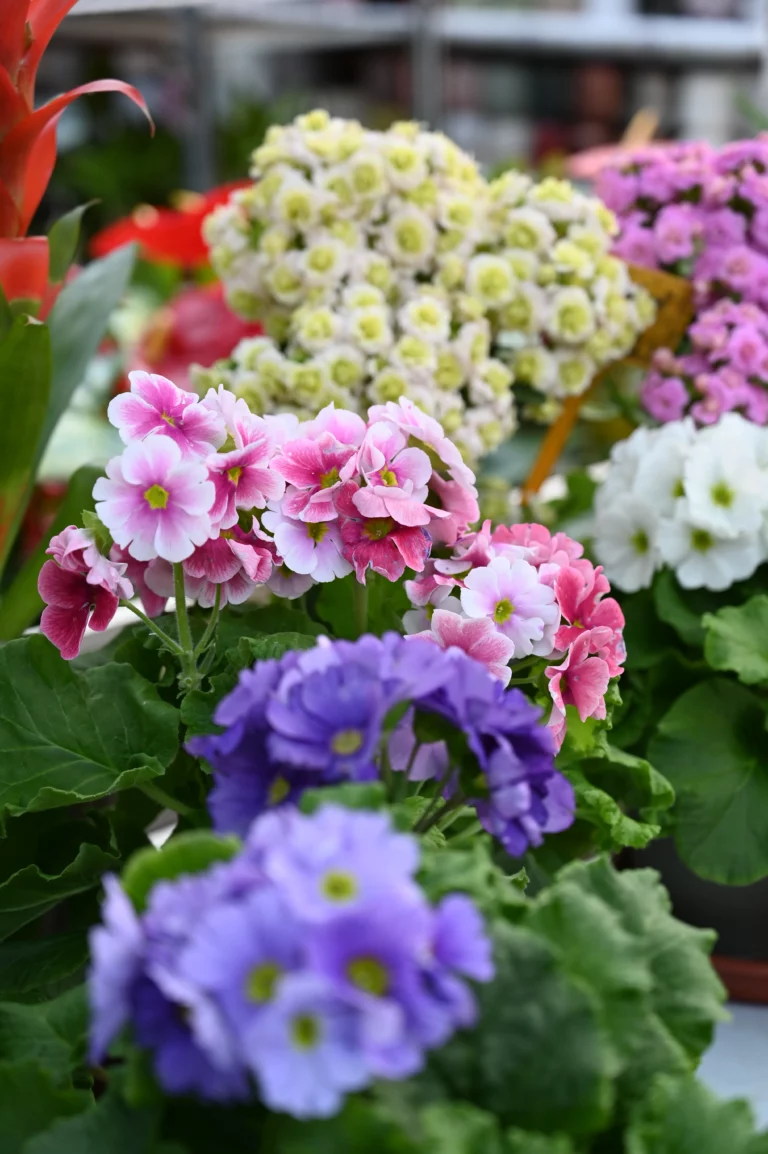 la grange fleurie la coquille horticulteur 8 768x1154