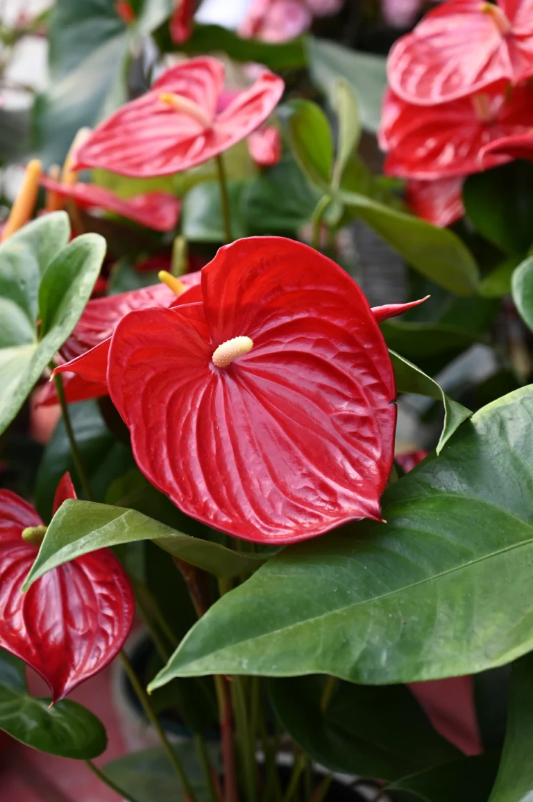 la grange fleurie la coquille horticulteur 9 768x1154