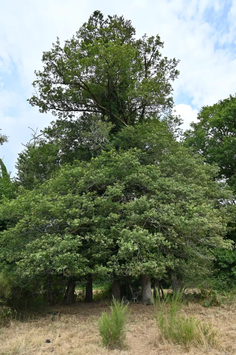 lucile pigeon association au pres de mon art 6 768x1154