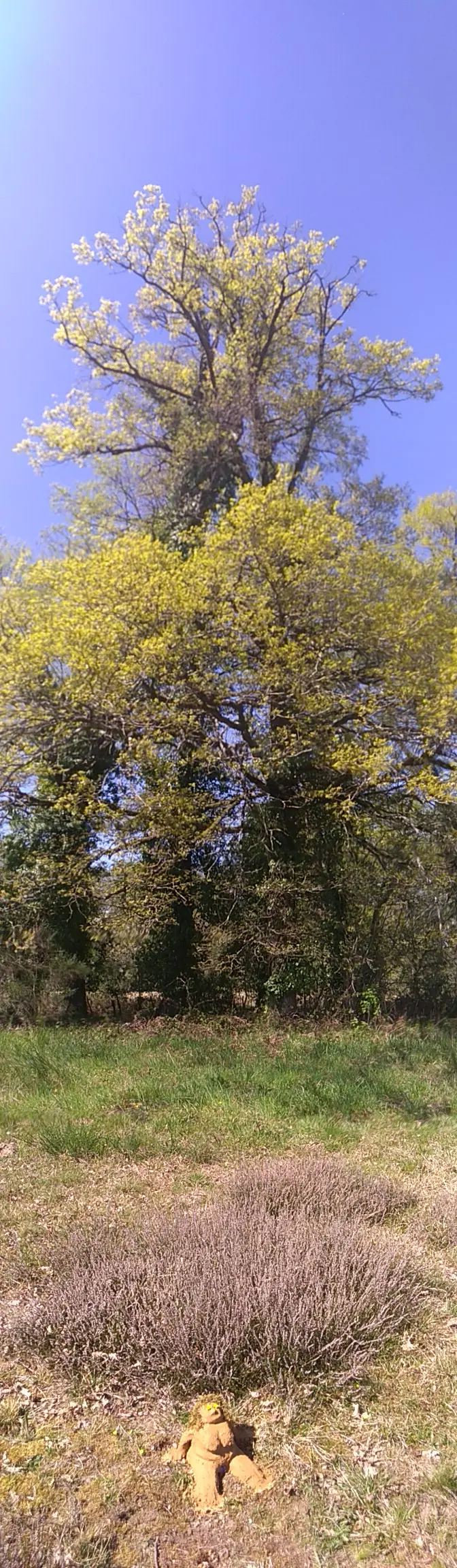 lucile pigeon association au pres de mon art exterieur