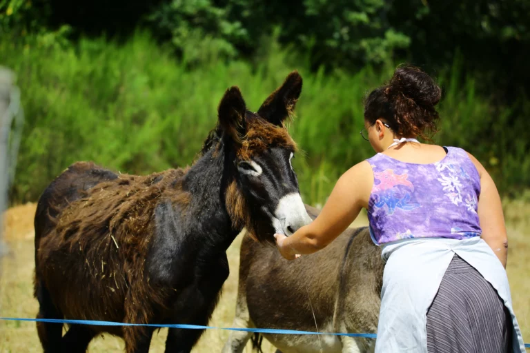 lucile pigeon association au pres de mon art mediation animale 1 768x512