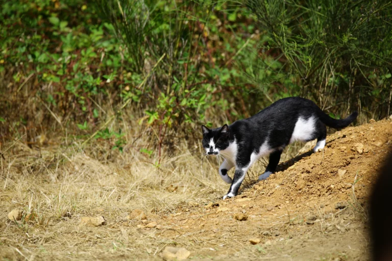 lucile pigeon association au pres de mon art mediation animale 2 768x512