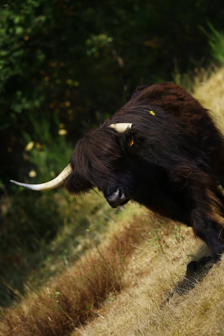 lucile pigeon association au pres de mon art mediation animale 3 768x1152