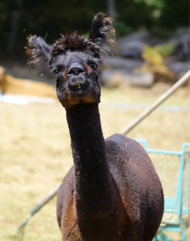 lucile pigeon association au pres de mon art mediation animale 5 768x974