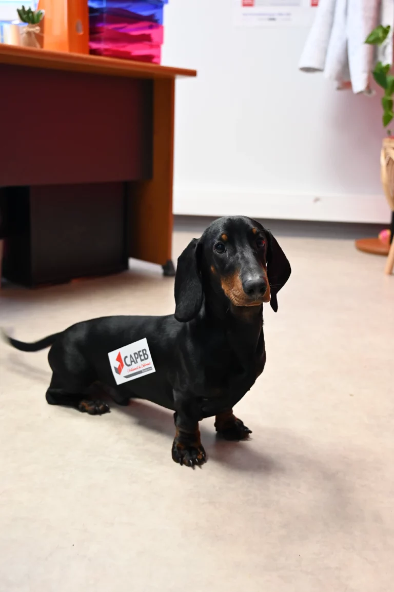 CAPEB24 Dordogne Locaux Marsac 2 768x1154