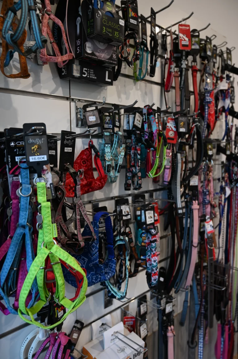 BIGGOUDY CHIEN KONISKA SAMATHA thivier 1 768x1154