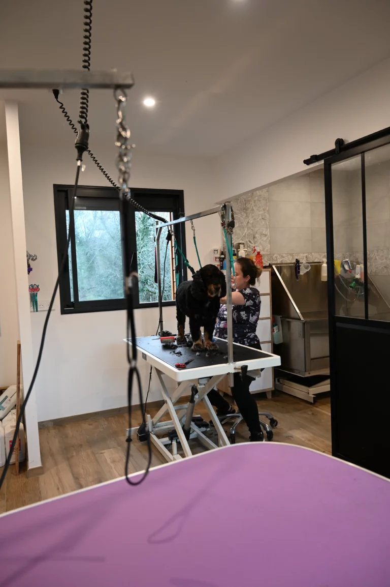 BIGGOUDY CHIEN KONISKA SAMATHA thivier 10 768x1154