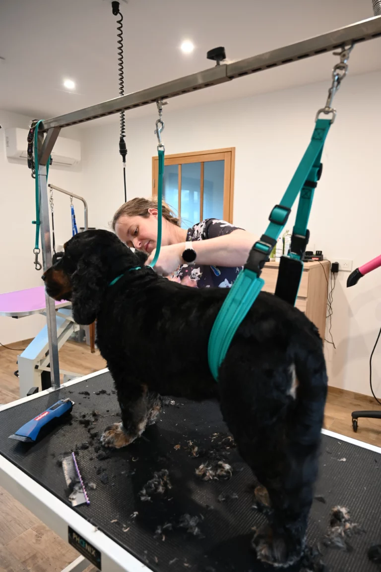 BIGGOUDY CHIEN KONISKA SAMATHA thivier 15 768x1154