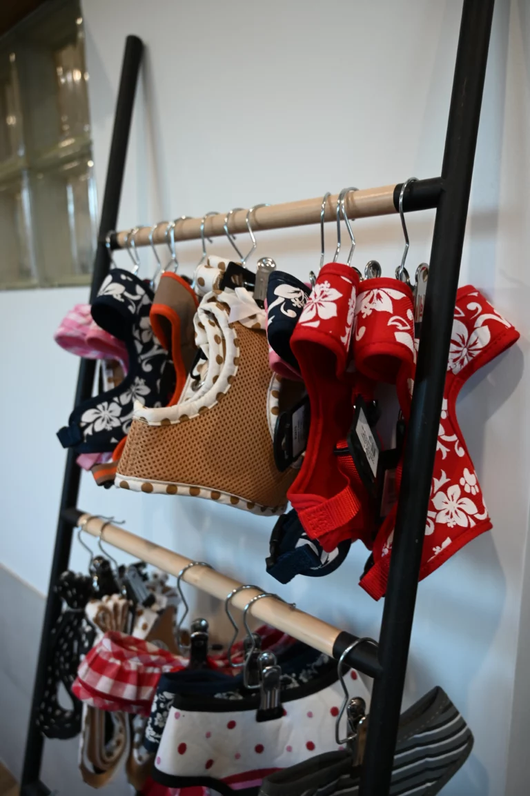 BIGGOUDY CHIEN KONISKA SAMATHA thivier 2 768x1154