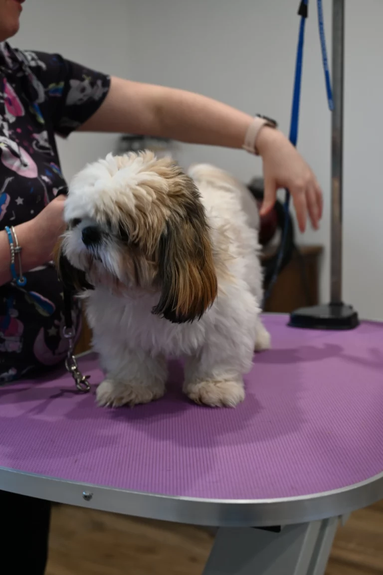 BIGGOUDY CHIEN KONISKA SAMATHA thivier 21 768x1154