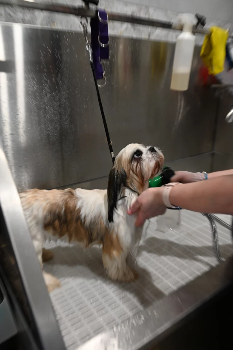 BIGGOUDY CHIEN KONISKA SAMATHA thivier 22 768x1154