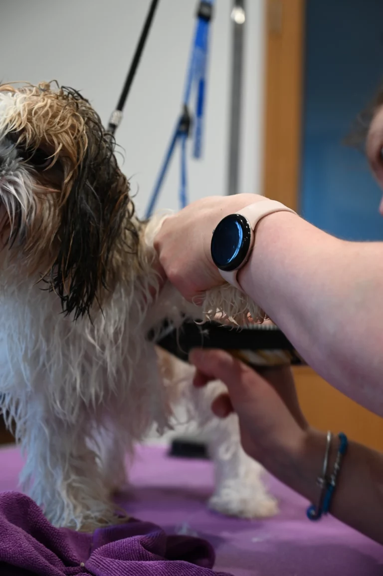 BIGGOUDY CHIEN KONISKA SAMATHA thivier 24 768x1154