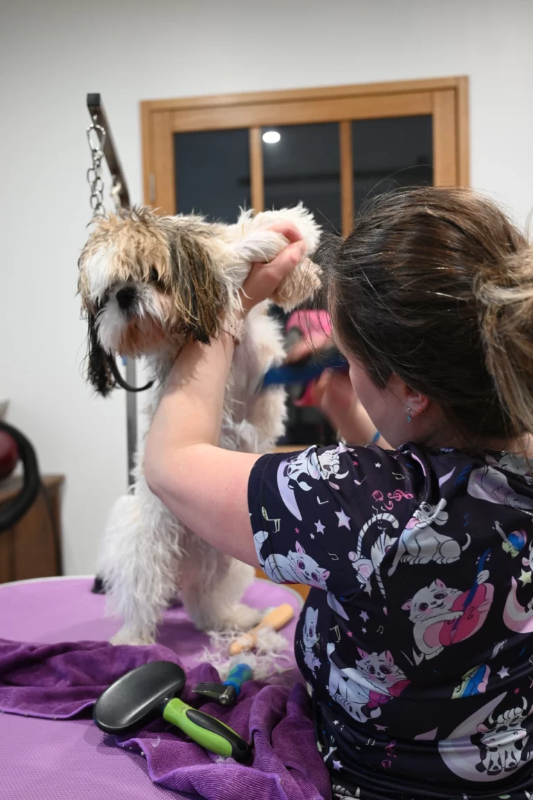 BIGGOUDY CHIEN KONISKA SAMATHA thivier 26 768x1154