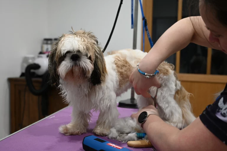 BIGGOUDY CHIEN KONISKA SAMATHA thivier 27 768x511