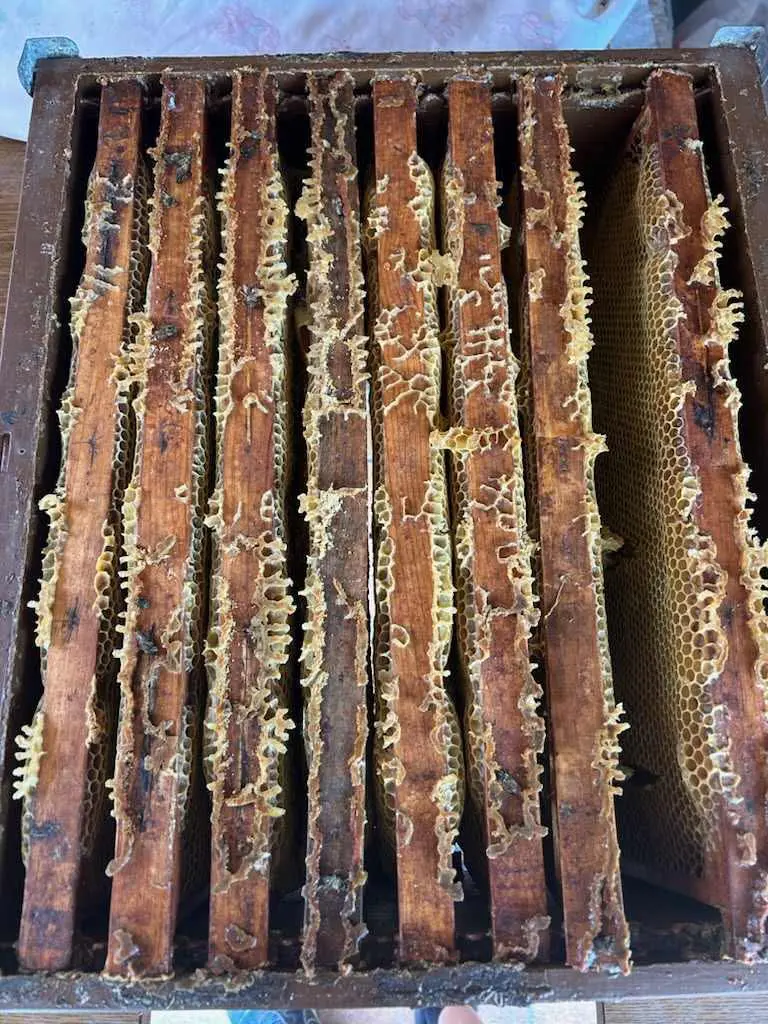 Service FreddY miel 3