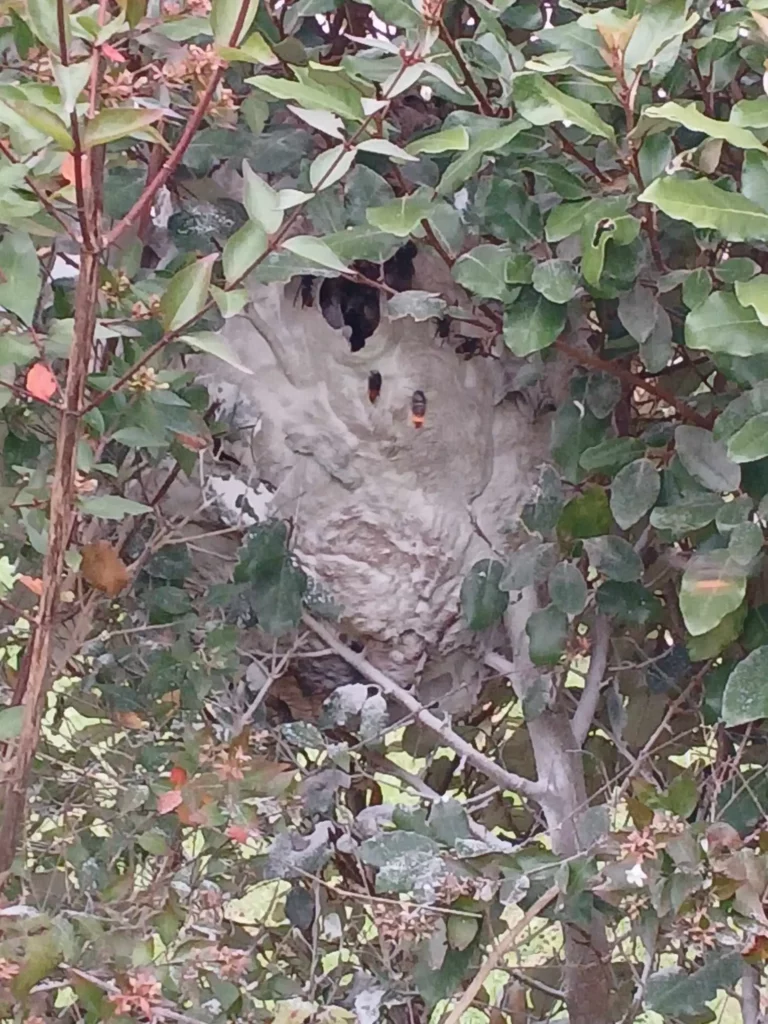 Service FreddY nid frelons 1 768x1024