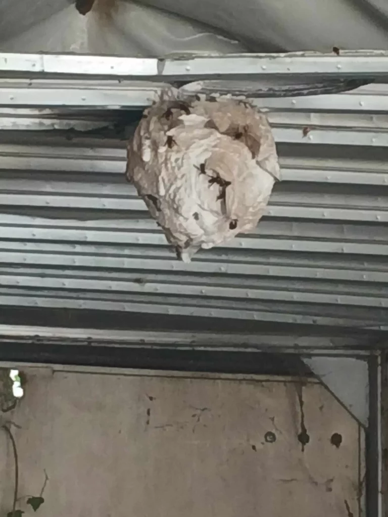 Service FreddY nid frelons 3 768x1024