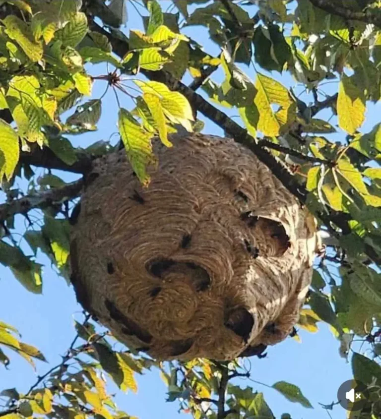 Service FreddY nid frelons 5 768x845