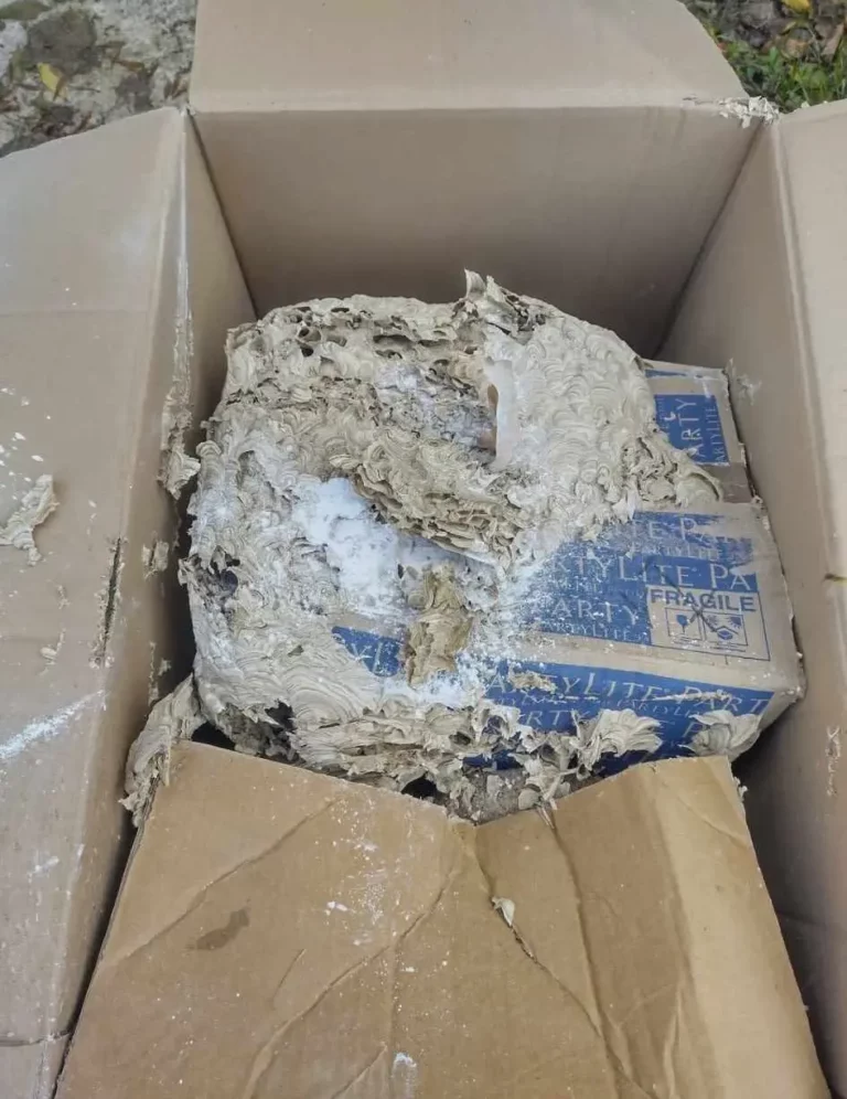 Service FreddY nid frelons 7 768x996