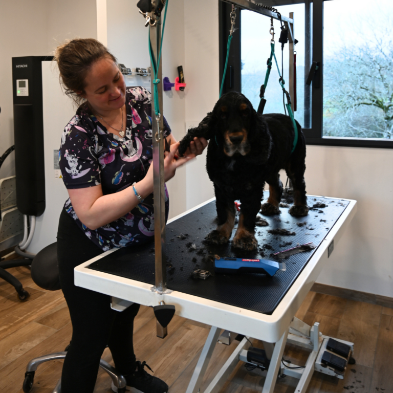 couverture Biggoudy chien 768x768