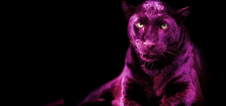 carrousel WALLPAPER converti depuis jpeg 768x361